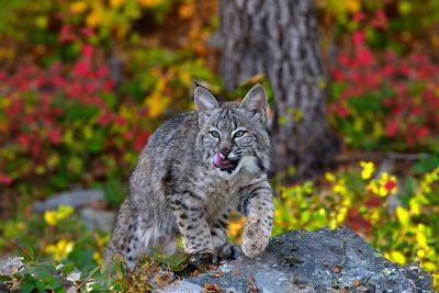 MT - Bobcat Fall 1.jpg