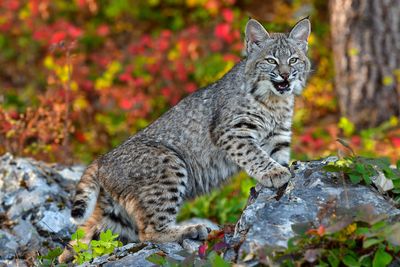 MT - Bobcat Fall 2.jpg