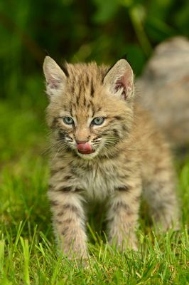 MT - Bobcat Kitten 1.jpg