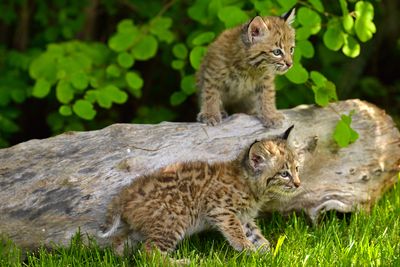 MT - Bobcat Kittens 1.jpg