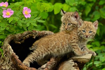 MT - Bobcat Kittens 2.jpg