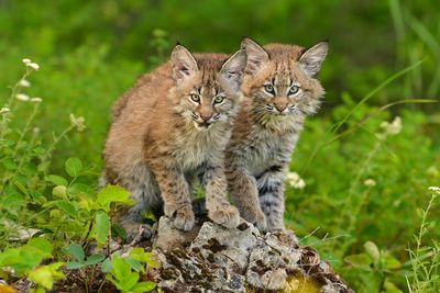 MT - Bobcat Kittens 4.jpg