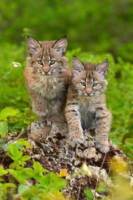MT - Bobcat Kittens 5.jpg