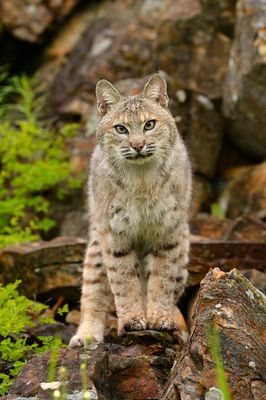 MT - Bobcat Summer 1.jpg