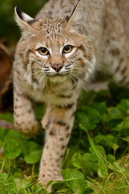 MT - Bobcat Summer 2.jpg