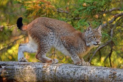MT - Canadian Lynx 1.jpg