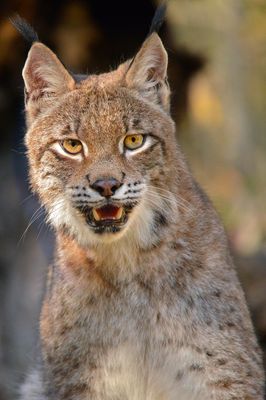 MT - Canadian Lynx 2.jpg