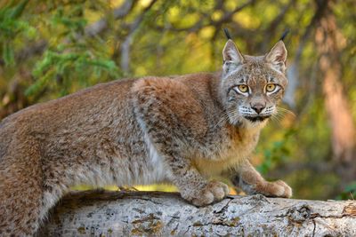 MT - Canadian Lynx 3.jpg