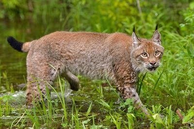 MT - Canadian Lynx 4.jpg