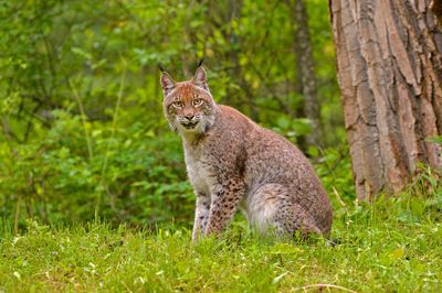 MT - Canadian Lynx 5.jpg