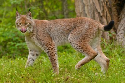 MT - Canadian Lynx 6.jpg