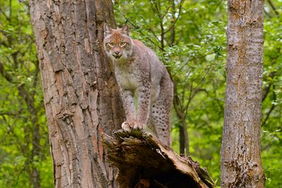 MT - Canadian Lynx 7.jpg