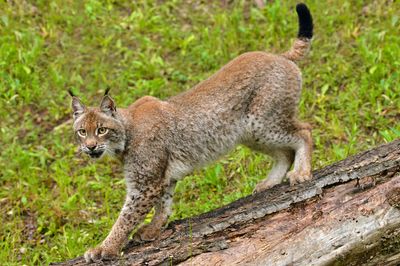 MT - Canadian Lynx 8.jpg