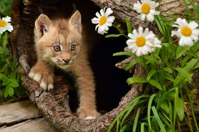 MT - Canadian Lynx Kitten 1.jpg
