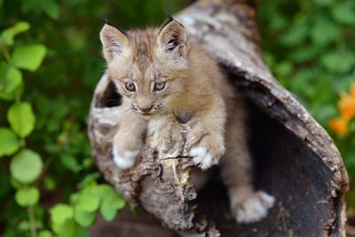 MT - Canadian Lynx Kitten 2.jpg