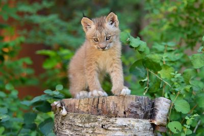 MT - Canadian Lynx Kitten 3.jpg