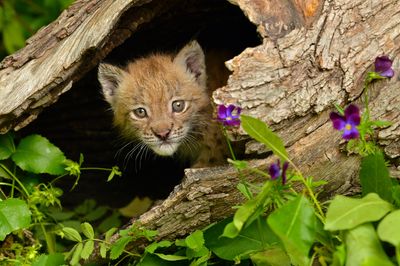 MT - Canadian Lynx Kitten 6.jpg