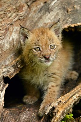 MT - Canadian Lynx Kitten 7.jpg