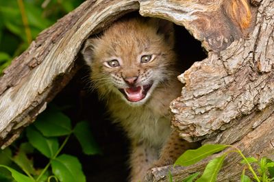 MT - Canadian Lynx Kitten 8.jpg