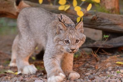 MT - Canadian Lynx Kitten 9.jpg