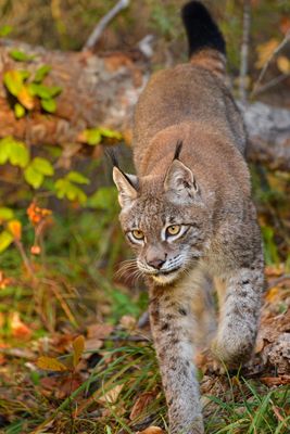 MT - Canadian Lynx Kitten 19.jpg
