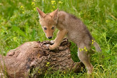 MT - Coyote Baby  1.jpg