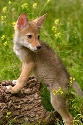 MT - Coyote Baby 2.jpg