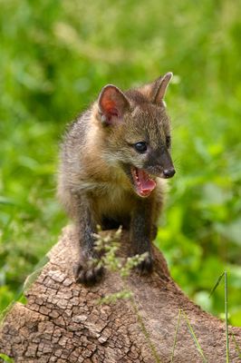 MT - Grey Fox Baby.jpg