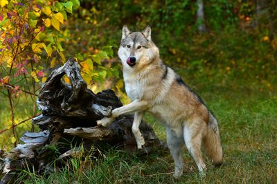 MT - Grey Wolf 1.jpg