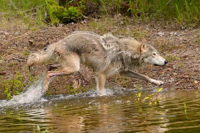 MT - Grey Wolf 10.jpg