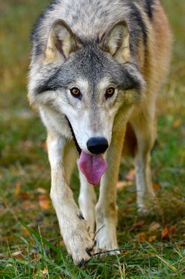 MT - Grey Wolf 2.jpg