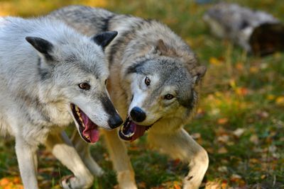 MT - Grey Wolf 3.jpg