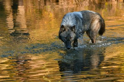 MT - Grey Wolf 4.jpg