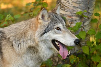 MT - Grey Wolf 5.jpg