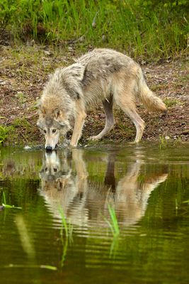 MT - Grey Wolf 6.jpg