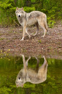MT - Grey Wolf 7.jpg