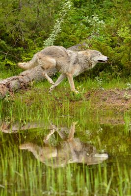 MT - Grey Wolf 8.jpg