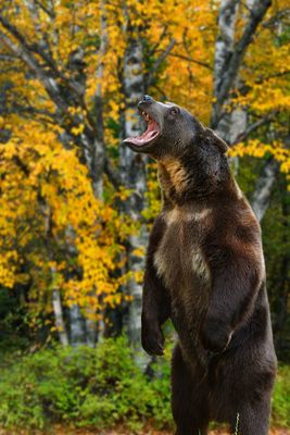 MT - Grizzly 1.jpg