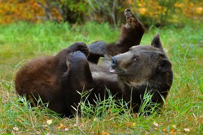 MT - Grizzly 2.jpg