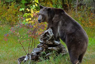 MT - Grizzly 3.jpg