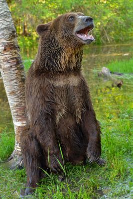 MT - Grizzly 10.jpg