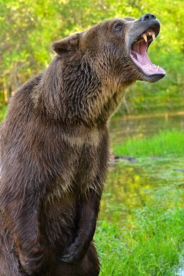 MT - Grizzly 11.jpg