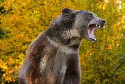 MT - Grizzly 4.jpg