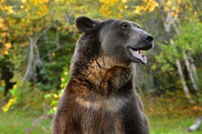 MT - Grizzly 5.jpg