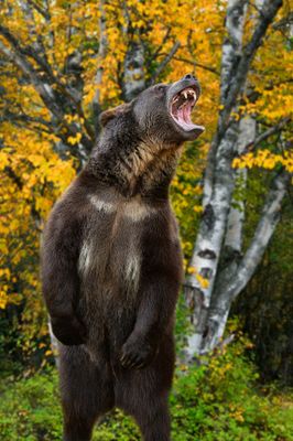 MT - Grizzly 6.jpg