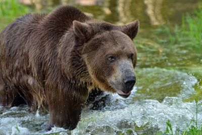 MT - Grizzly 7.jpg