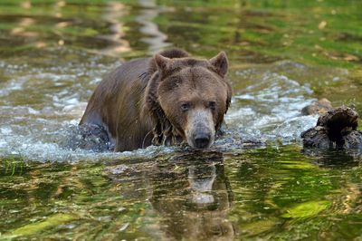 MT - Grizzly 8.jpg