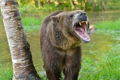 MT - Grizzly 9.jpg
