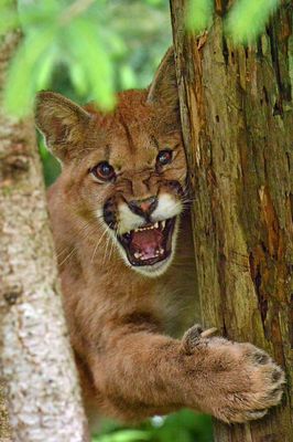 MT - Mountain Lion 1.jpg