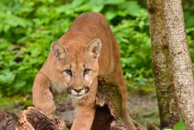 MT - Mountain Lion 2.jpg